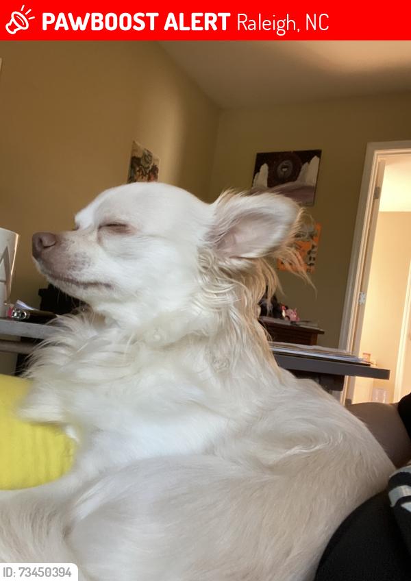 Lost Male Dog last seen The neighborhood has a weed shop across the street, Raleigh, NC 27610
