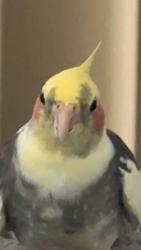 Lost Male Bird last seen Park view, Pasco County, FL 33558