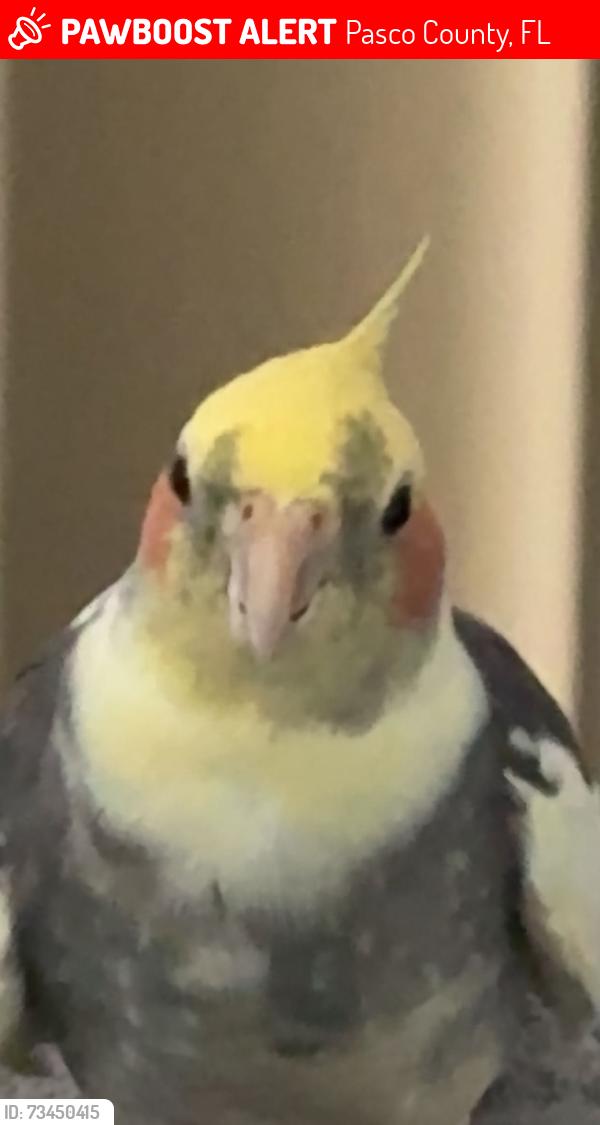 Lost Male Bird last seen Park view, Pasco County, FL 33558