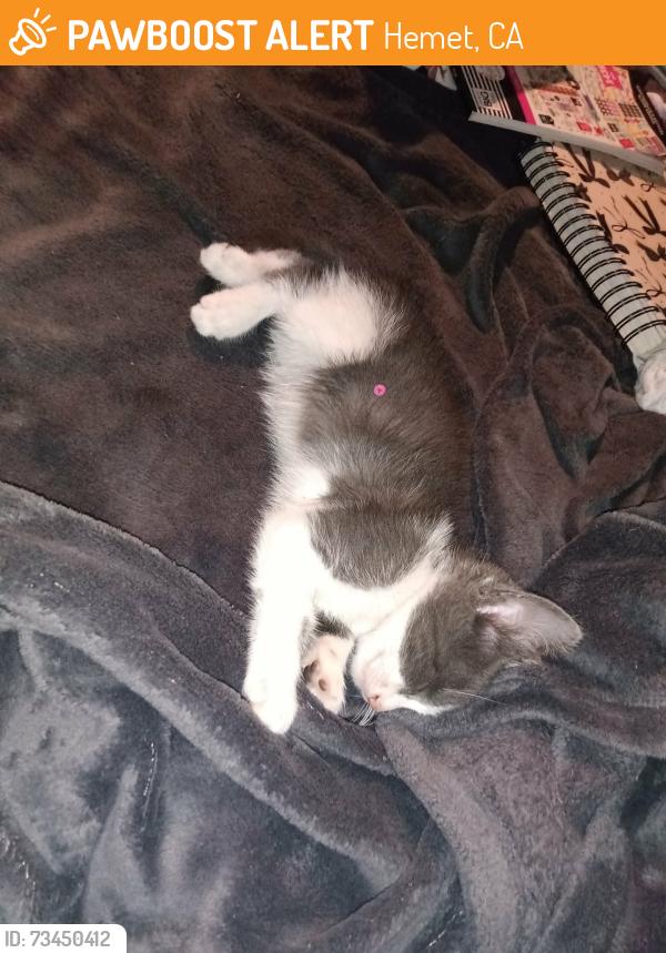 Found/Stray Male Cat last seen Near mayberry ave hemet ca, Hemet, CA 92544