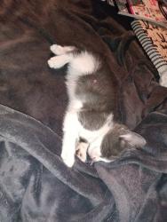 Found/Stray Male Cat last seen Near mayberry ave hemet ca, Hemet, CA 92544