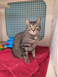 Shelter Stray Female Cat last seen WENTZVILLE, 4850 Mid Rivers Mall Dr, St Peters, MO 63376, USA