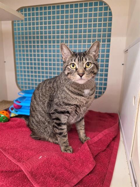 Shelter Stray Female Cat last seen WENTZVILLE, 4850 Mid Rivers Mall Dr, St Peters, MO 63376, USA
