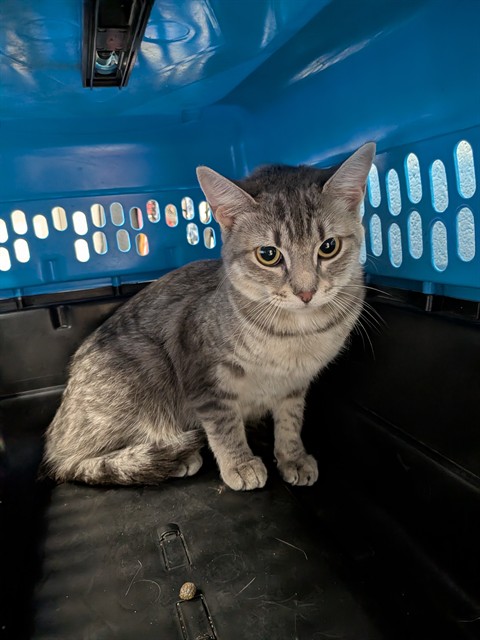 Shelter Stray Female Cat last seen WENTZVILLE, 4850 Mid Rivers Mall Dr, St Peters, MO 63376, USA