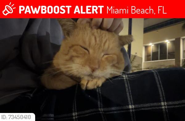 Lost Male Cat last seen Near 14th Street, Miami Beach, Fl, Miami Beach, FL 33139