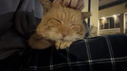 Lost Male Cat last seen Near 14th Street, Miami Beach, Fl, Miami Beach, FL 33139
