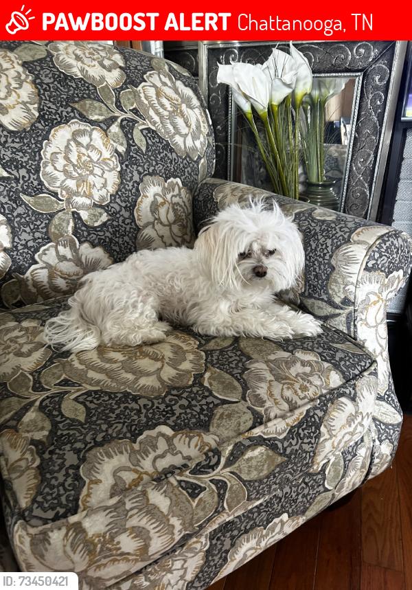 Lost Female Dog last seen I miss her, Chattanooga, TN 37405