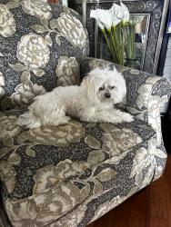 Lost Female Dog last seen I miss her, Chattanooga, TN 37405