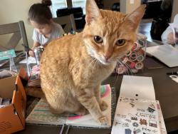 Lost Female Cat last seen Park Place, San Antonio, TX 78245