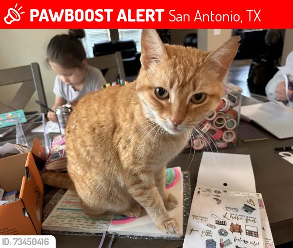 Lost Female Cat last seen Park Place, San Antonio, TX 78245