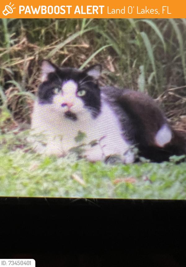 Found/Stray Unknown Cat last seen Jimerson and Camp Indianhead, Land O' Lakes, FL 34639