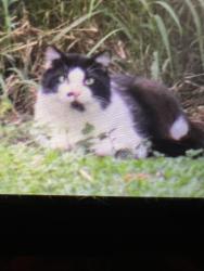 Found/Stray Unknown Cat last seen Jimerson and Camp Indianhead, Land O' Lakes, FL 34639