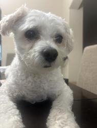 Reunited Male Dog last seen Near saddle creek lane, Houston, TX 77089