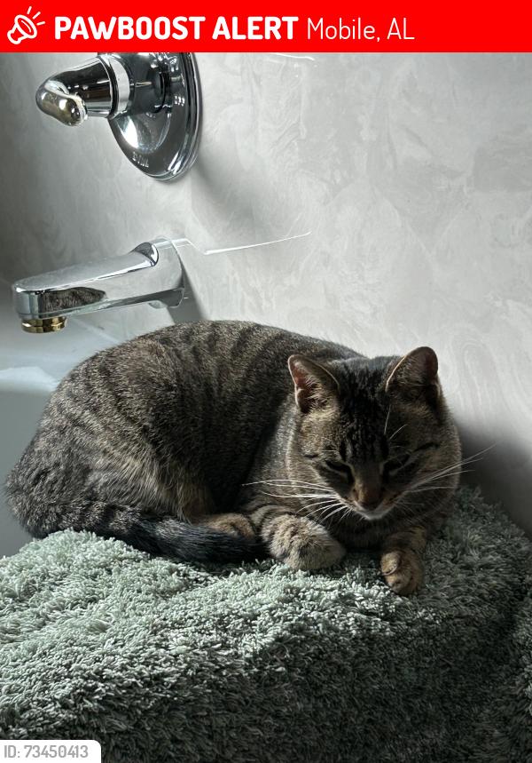 Lost Female Cat last seen Southland Drive and Knollwood Drive, Mobile, AL 36693