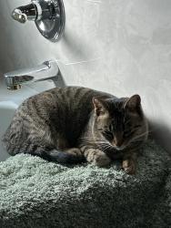 Lost Female Cat last seen Southland Drive and Knollwood Drive, Mobile, AL 36693