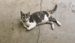Lost Unknown Cat last seen Riddle rd, Sanford, NC 27330