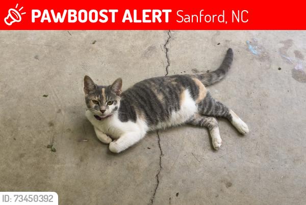 Lost Unknown Cat last seen Riddle rd, Sanford, NC 27330