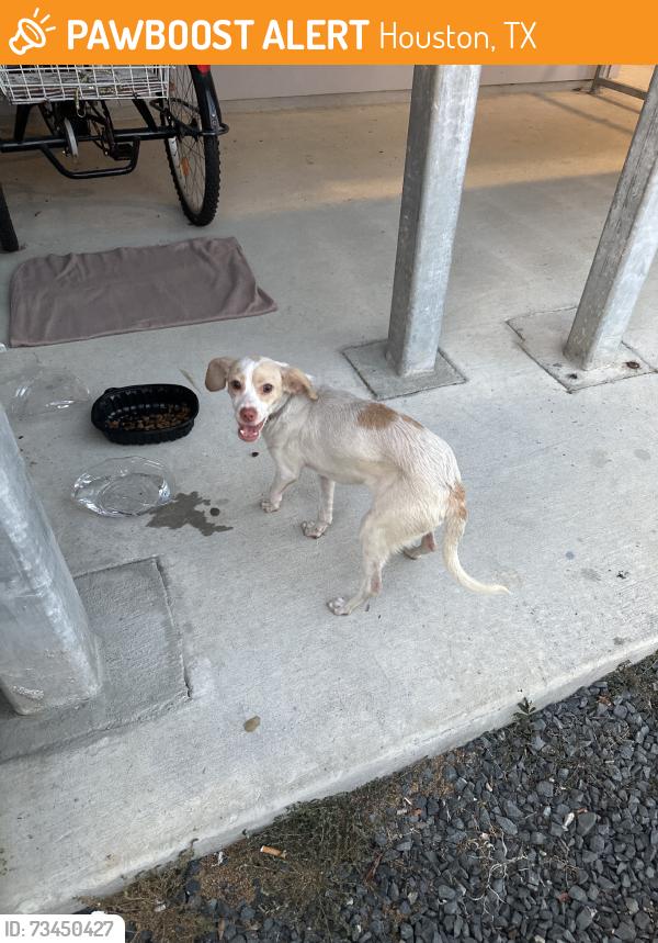 Found/Stray Male Dog last seen Mchard Road, Houston, TX 77053