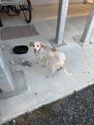 Found/Stray Male Dog last seen Mchard Road, Houston, TX 77053