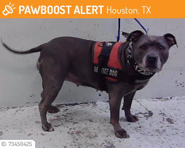 Found/Stray Female Dog last seen Near Block Evella-77026, Houston, TX 77026