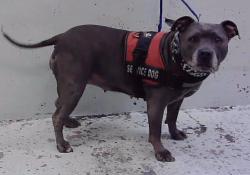 Found/Stray Female Dog last seen Near Block Evella-77026, Houston, TX 77026