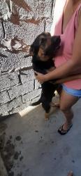 Lost Male Dog last seen Rua canoinha 250, Jardim Amanda Caiubi, SP 08587-000