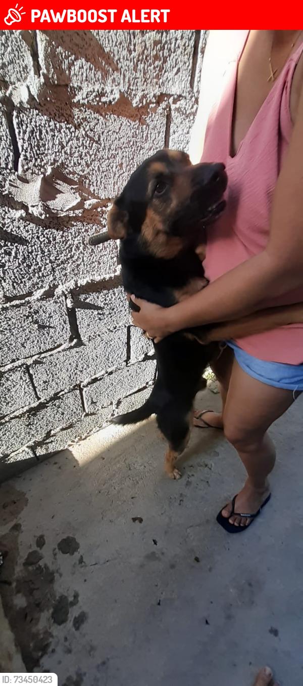 Lost Male Dog last seen Rua canoinha 250, Jardim Amanda Caiubi, SP 08587-000