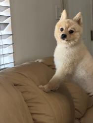 Lost Male Dog last seen PIROTE DRIVE & KALMIA, San Diego, CA 92105