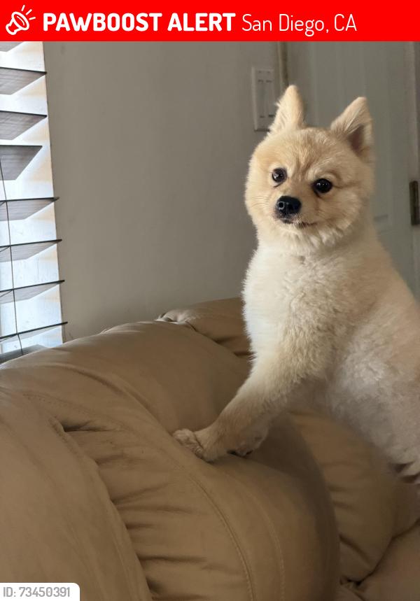 Lost Male Dog last seen PIROTE DRIVE & KALMIA, San Diego, CA 92105