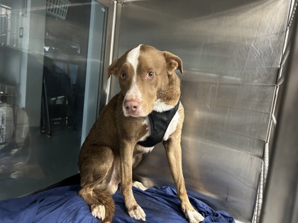 Shelter Stray Male Dog last seen Near MARINA DR, North District,, 355 Hillshire Dr, Haslet, TX 76052, USA