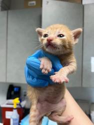 Shelter Stray Male Cat last seen Oakland, Oakland, CA, 1101 29th Ave, Oakland, CA 94601, USA