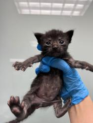 Shelter Stray Female Cat last seen Dumped at OAS Night Drop, Oakland,, 1101 29th Ave, Oakland, CA 94601, USA