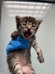 Shelter Stray Female Cat last seen Dumped at OAS Night Drop, Oakland,, 1101 29th Ave, Oakland, CA 94601, USA