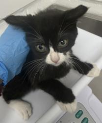 Shelter Stray Male Cat last seen , , CA, 1101 29th Ave, Oakland, CA 94601, USA