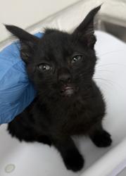 Shelter Stray Female Cat last seen , , CA, 1101 29th Ave, Oakland, CA 94601, USA