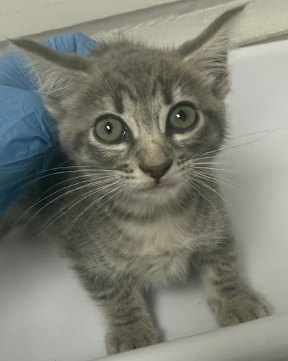 Shelter Stray Female Cat last seen , , CA, 1101 29th Ave, Oakland, CA 94601, USA