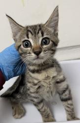 Shelter Stray Female Cat last seen , , CA, 1101 29th Ave, Oakland, CA 94601, USA