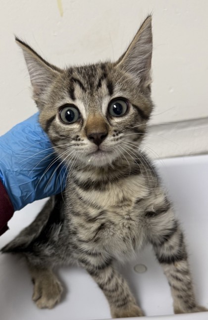 Shelter Stray Female Cat last seen , , CA, 1101 29th Ave, Oakland, CA 94601, USA