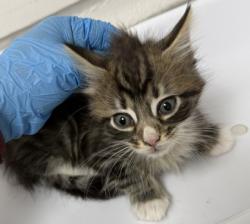 Shelter Stray Male Cat last seen , , CA, 1101 29th Ave, Oakland, CA 94601, USA