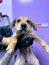 Shelter Stray Male Dog last seen Near Terrington 79928, COUNTY of El Paso, TX, 5001 Fred Wilson Ave, El Paso, TX 79906, USA