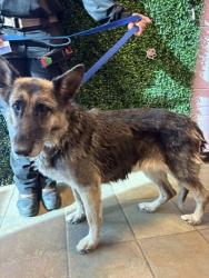 Shelter Stray Female Dog last seen I-10 Eastbound after the spagettin bowl, CITY of El Paso, TX, 5001 Fred Wilson Ave, El Paso, TX 79906, USA