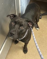 Shelter Stray Male Dog last seen Near Springfair Run, 30038, GA, 3280 Chamblee Dunwoody Rd, Chamblee, GA 30341, USA