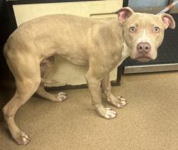 Shelter Stray Male Dog last seen Near KILARNEY RD, 30032, GA, 3280 Chamblee Dunwoody Rd, Chamblee, GA 30341, USA