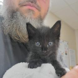 Shelter Stray Female Cat last seen Near Post Oak, Westlake, TX, 330 Rufe Snow Dr, Keller, TX 76248, USA