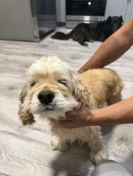 Reunited Female Dog last seen Davenport, Davenport, FL 33837