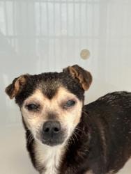 Shelter Stray Unknown Dog last seen Near honey suckle lane, Atlanta, GA, 1251 Fulton Industrial Blvd NW, Atlanta, GA 30336, USA