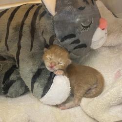 Shelter Stray Male Cat last seen at the park near her home, OAKLAND, CA, 94606, 8323 Baldwin St, Oakland, CA 94621, USA