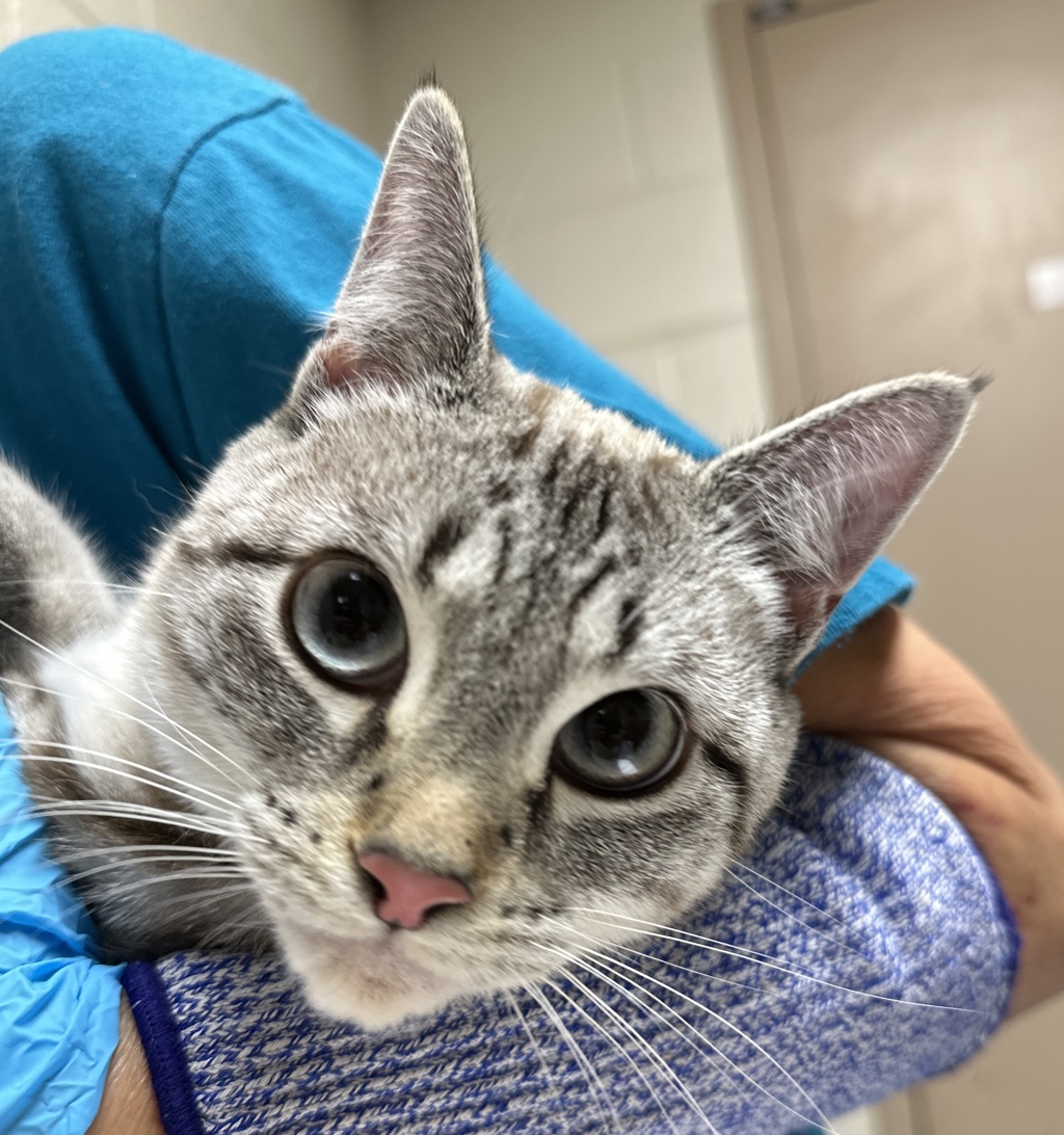 Shelter Stray Female Cat last seen SE Cooper St/ SE 82nd, PORTLAND, OR, 97266, 1700 W Historic Columbia River Hwy, Troutdale, OR 97060, USA