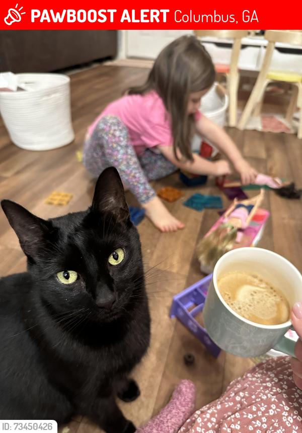 Lost Male Cat last seen Greystone Farms, Columbus, GA 31909