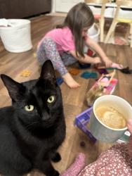 Lost Male Cat last seen Greystone Farms, Columbus, GA 31909